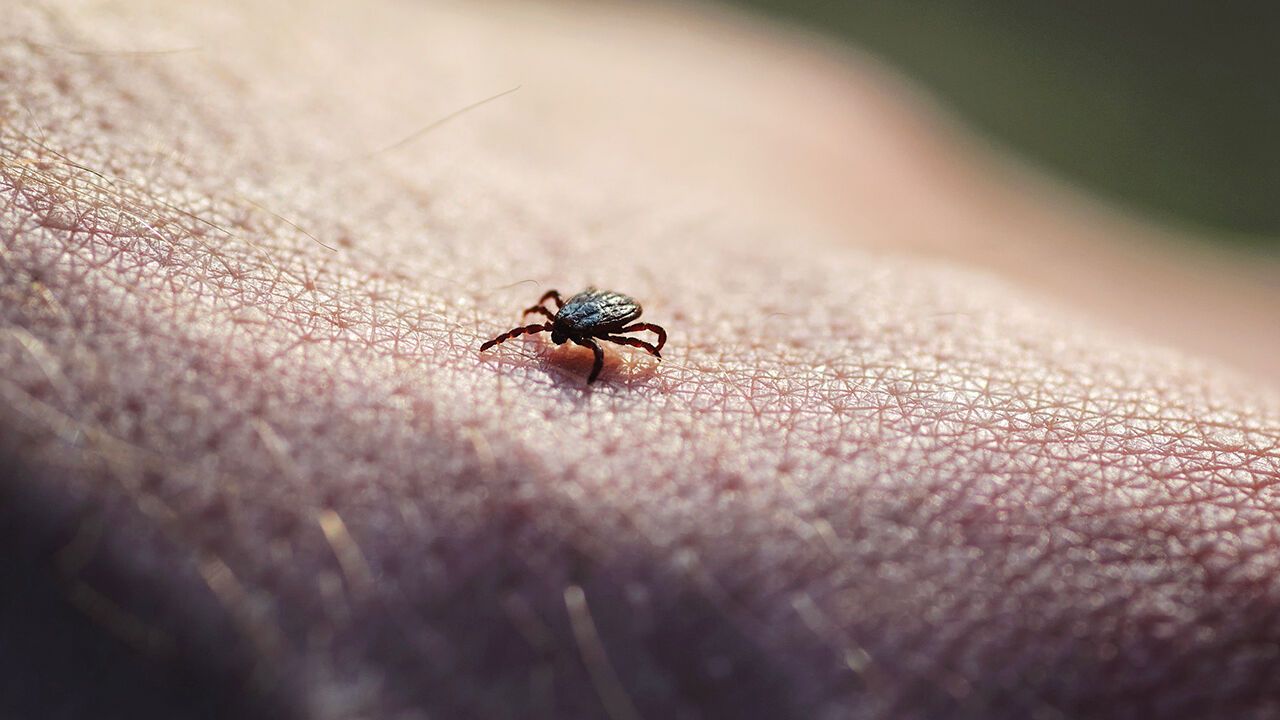 Tick insect parasite crawling on human skin
